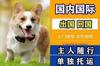 蚌埠宠物托运公司蚌埠宠物托运公司蚌埠宠物托运公司