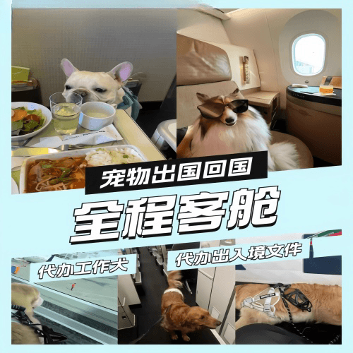 蚌埠宠物托运到白俄罗斯宠物入境规定和要求